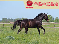 湖北马做动物亲子鉴定