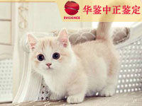 湖北猫做动物亲子鉴定