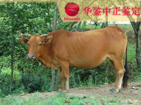 湖北牛做动物亲子鉴定
