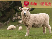湖北羊做动物亲子鉴定