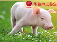湖北猪做动物亲子鉴定